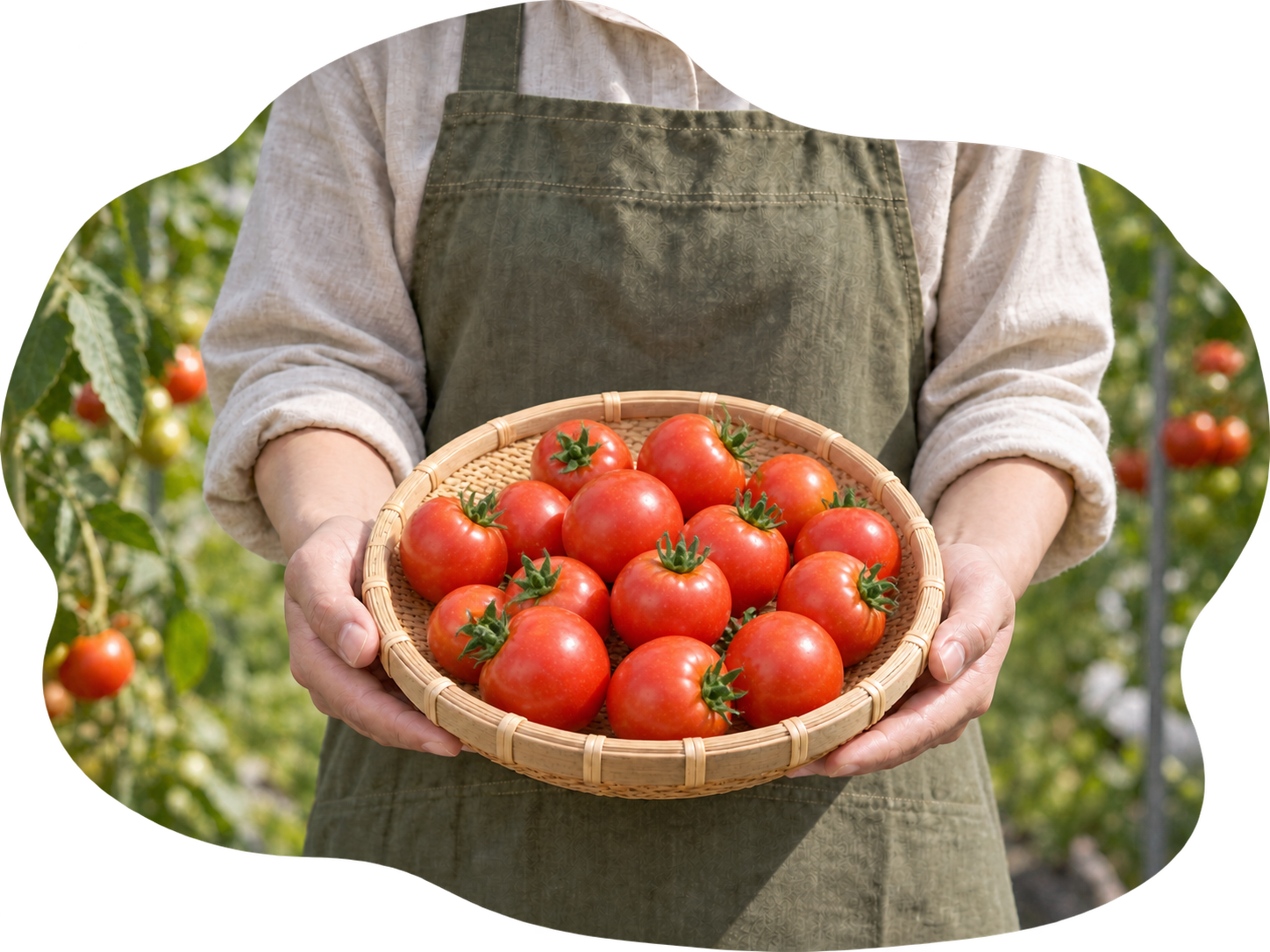 ハウスの中で、向きや重なりが自然にばらついた越のルビーを入れた竹ザルを両手で持つ様子